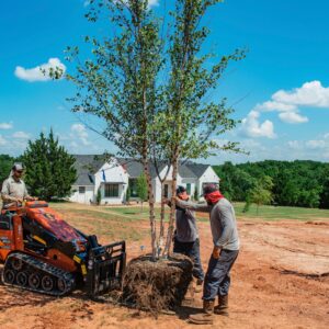 Tree install service OKC
