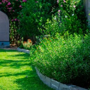 Backyard Landscaping with Stone Edging