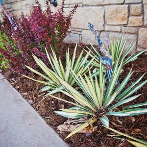 Front Yard Flower Bed with Landscaping up close