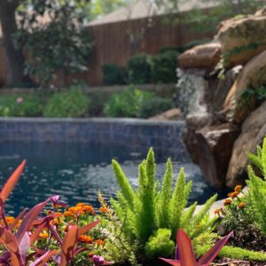 Inground Pool Landscaping with ferns and bright flowers